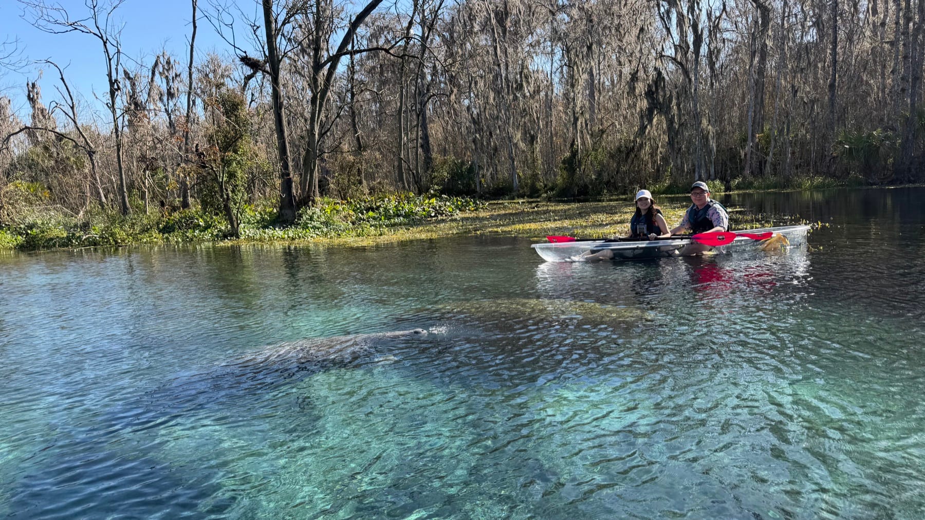 A clear kayak on the water near a manatee in a Florida spring