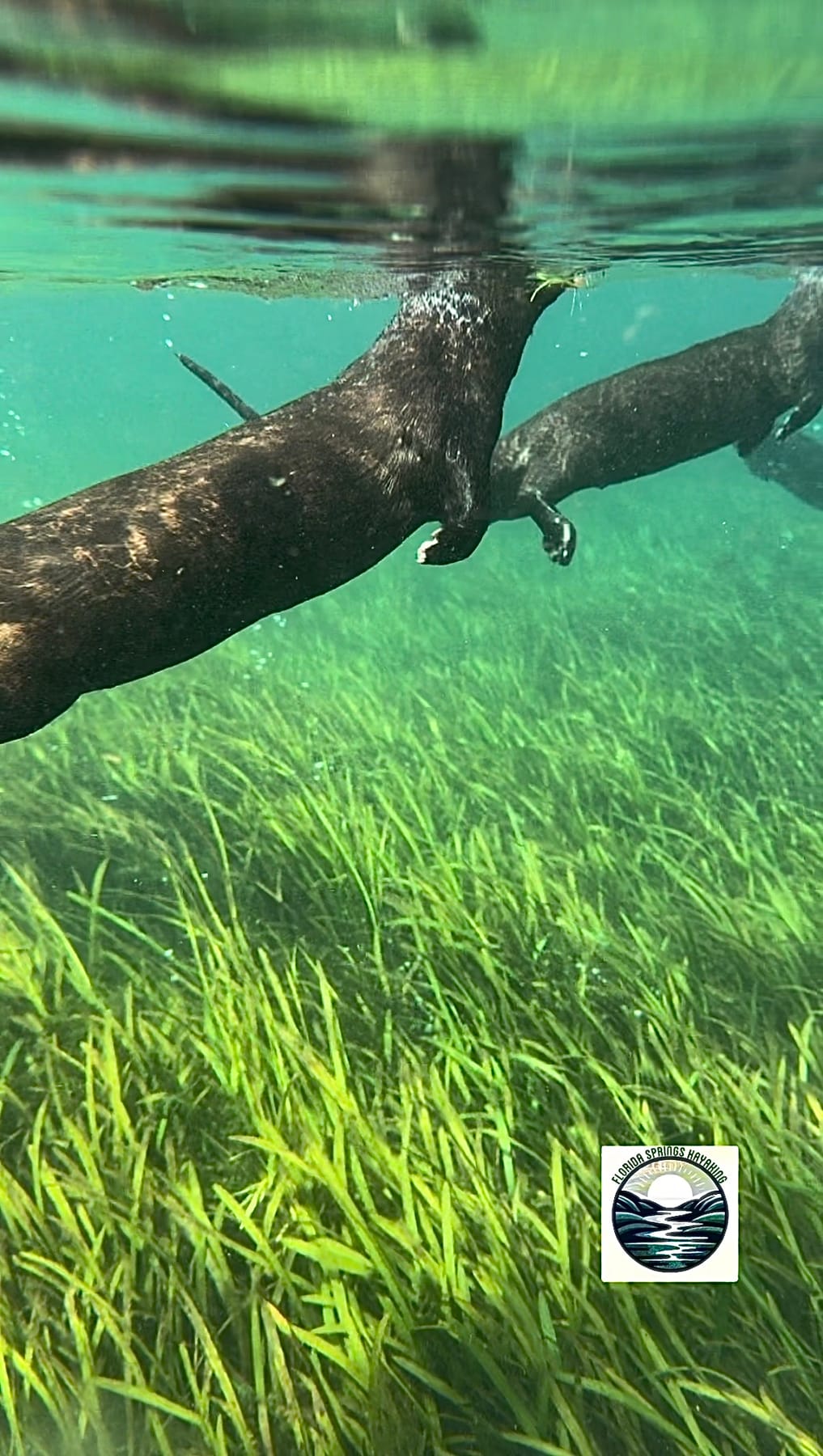 Two river otters swimming just below the surface over bright eelgrass