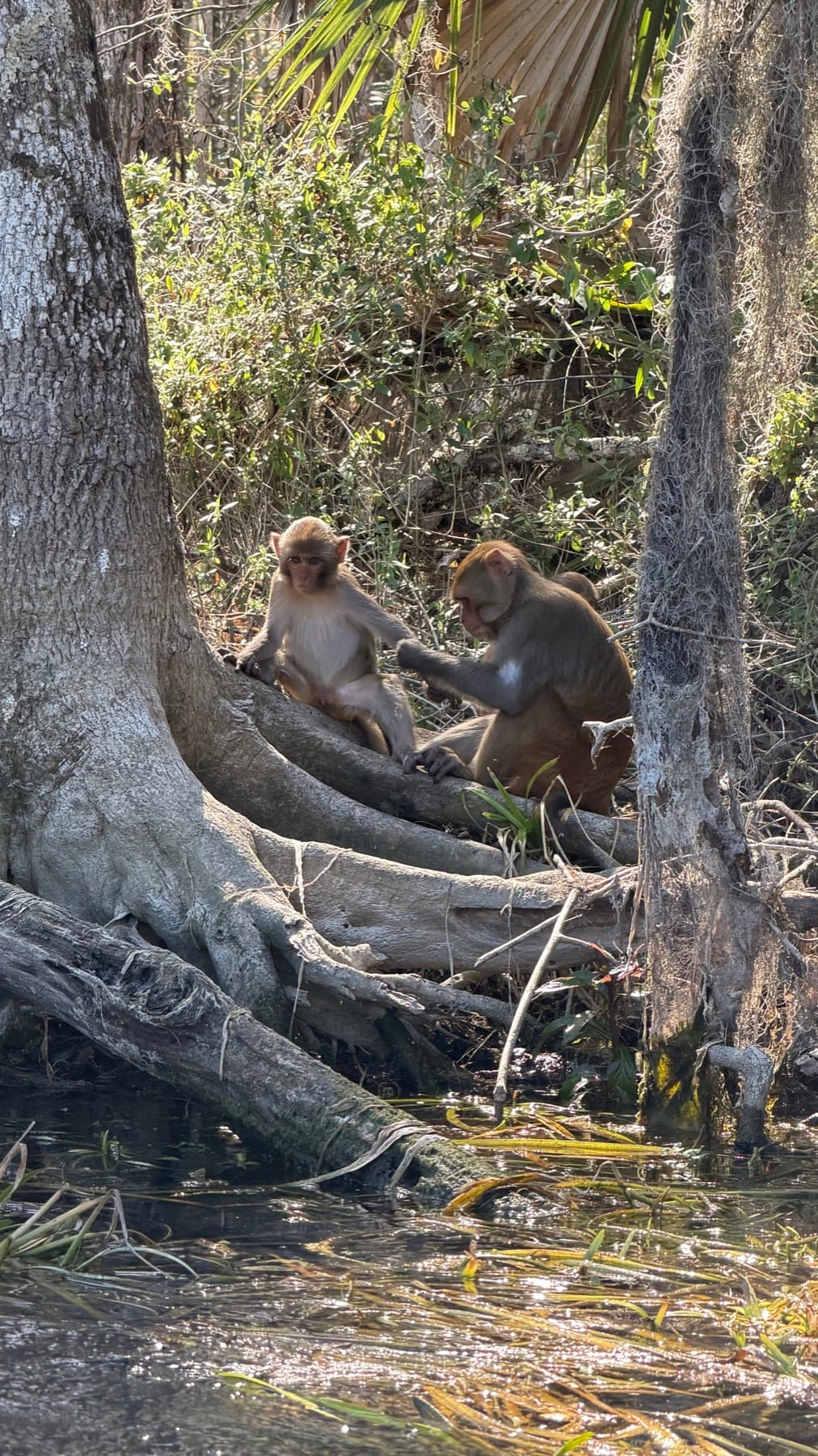 Two rhesus macaques sitting together above the river