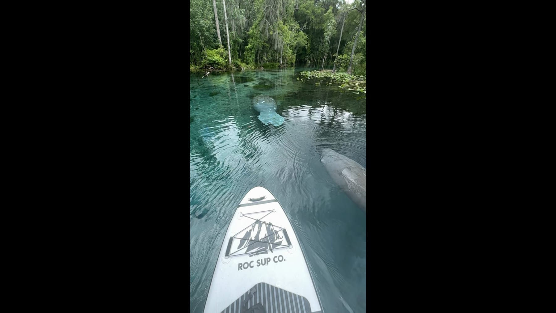 A paddleboard on clear Florida spring water