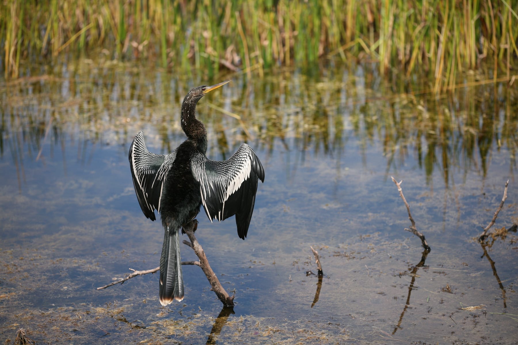 An anhinga drying its wings on a branch over Florida wetland water