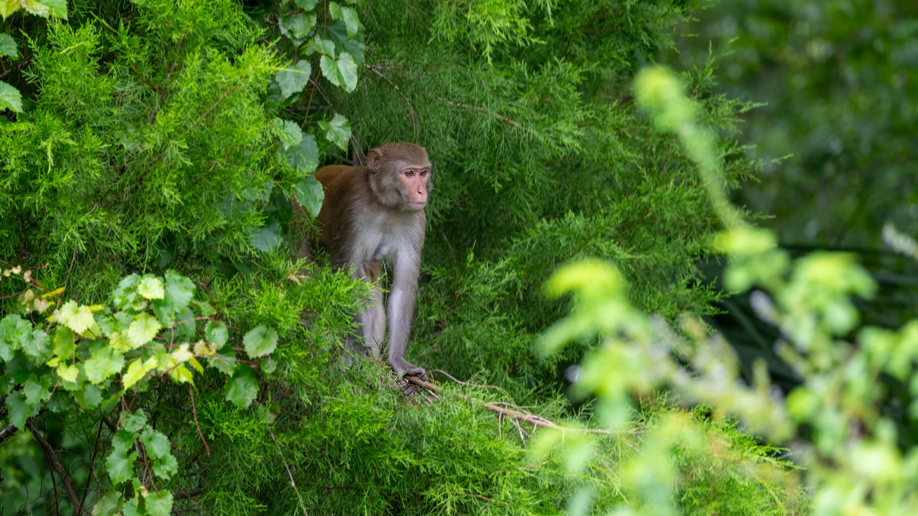A rhesus macaque perched in cypress foliage along the Silver River